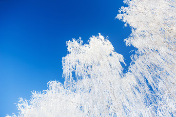 White birch trees with hoarfrost against the blue sky