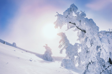 Snow covered trees in the mountains at sunset.