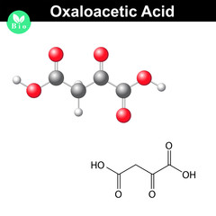 Oxaloacetic acid molecule