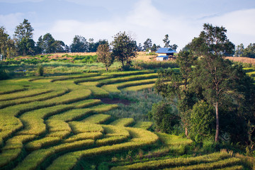Countryside rice terraces