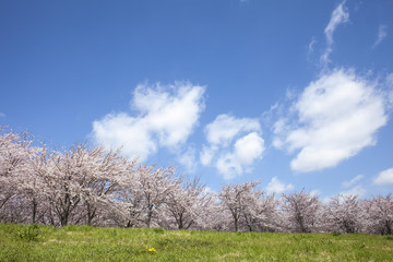 Obraz na płótnie Canvas 桜の木と草原　東京