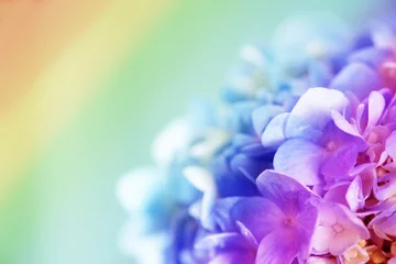 Photo sur Plexiglas Hortensia Rainbow sweet Hydrangea 