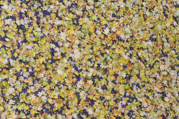texture autumn colored leaves 2 / texture autumn colored leaves