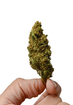 Cogollo de marihuana