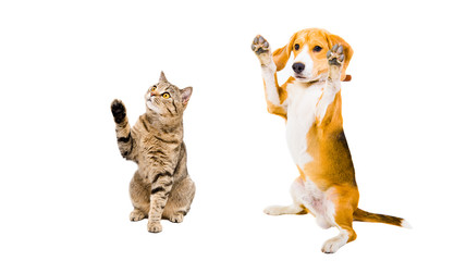 Playful cat and dog sitting together raised paws
