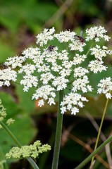 white flowers with insects
