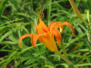 Obraz premium Orange Lily flower