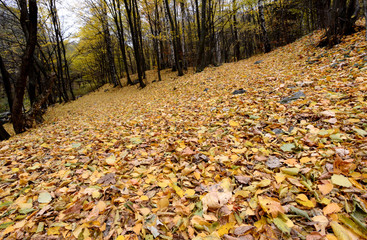 Obraz premium autumn