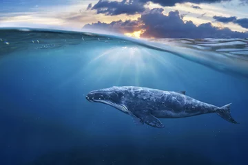 Muurstickers whale in half air © jamesteohart