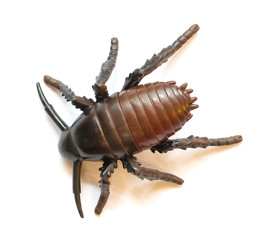 Plastic cockroach isolated
