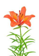 Tiger Lily
