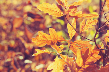 Autumn oak leaves