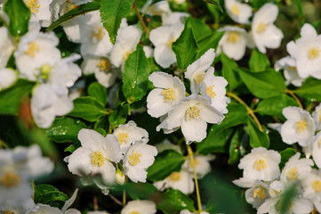Philadelphus coronarius flowers close up with water drops in summer