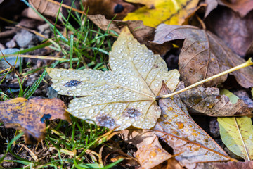 Ahornblatt mit Regentropfen