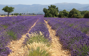 Obraz premium Champ der lavande du plateau de Valensole