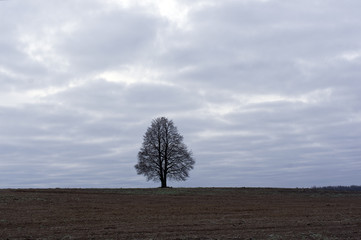 Soler Tree In Field