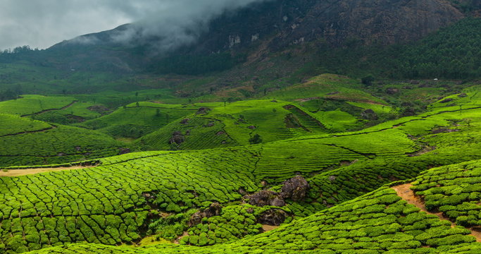 4k Timelapse of green tea plantations in Munnar, Kerala, India with pan