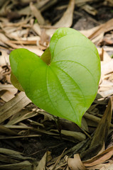 GREEN LEAF BACKGROUND.