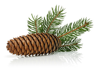 Pine cone 