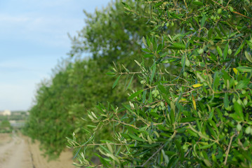 Olive trees