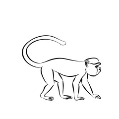 monkey sitting on a branch