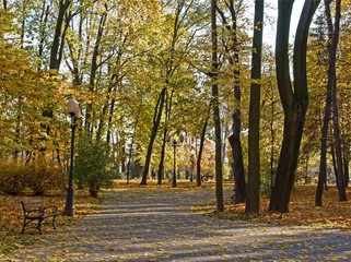 trees with yellow leaves in autumn