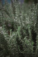 Plant. Rosemary