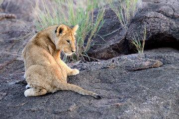 African Lion cub
