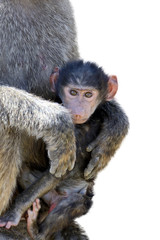Baby monkey baboon