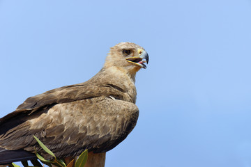 Tawny eagle (Aquila rapax)