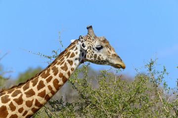 Giraffe in National park of Kenya