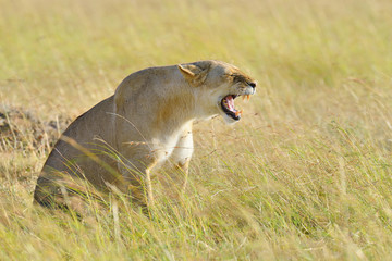 Lion in National park of Kenya, Africa