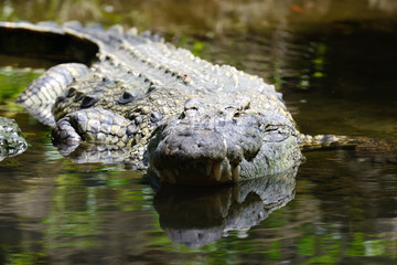 Crocodile in National park of Kenya, Africa