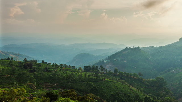 Timelapse of green tea plantations on sunset in Munnar, Kerala, India