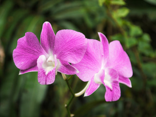 closeup Purple orchid