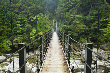 Fototapeta na wymiar Rainforest bridge in Yakusugi Land on on Yakushima Island