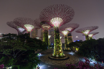 Supertree Grove in Gardens by the Bay,   Singapore