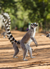 Ring-tailed lemur sitting on the ground. Madagascar. An excellent illustration.