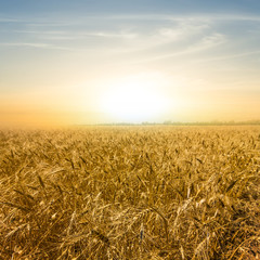 Naklejka premium pale sunset over a wheat field