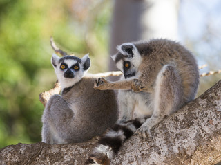 Ring-tailed lemur sitting on a tree. Madagascar. An excellent illustration.