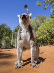 Ring-tailed lemur on the ground. Madagascar. An excellent illustration.
