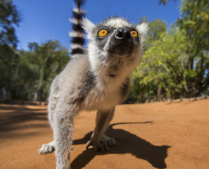 Ring-tailed lemur on the ground. Madagascar. An excellent illustration.