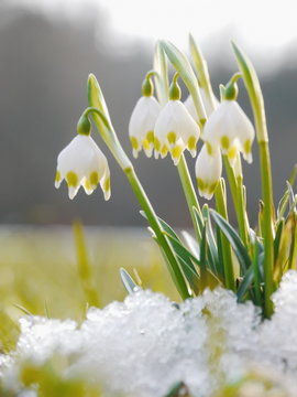lot of snowdrops last snow