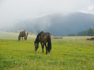 horse in the meadow