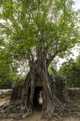 Tree over temple in Angkor Wat, Cambodia