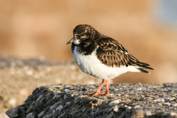 Ruddy turnstone, Cadiz, Spain