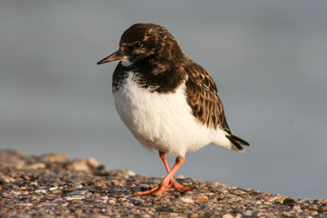 Ruddy turnstone, Cadiz, Spain