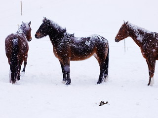 Fototapeta na wymiar horses winter snow