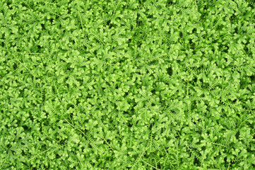 Green plant in nature background.