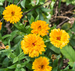 Calendula.